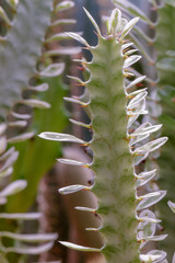 Selective focus Euphorbia lactea 'White Ghost or White Ghost Candelabra Spurge. Also known as...