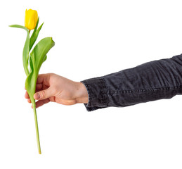 man's hand hold one yellow tulip. love symbol. isolated