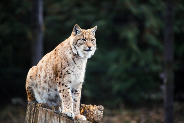 Lynx, Eurasian wild cat