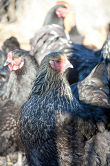 White hen on the green grass