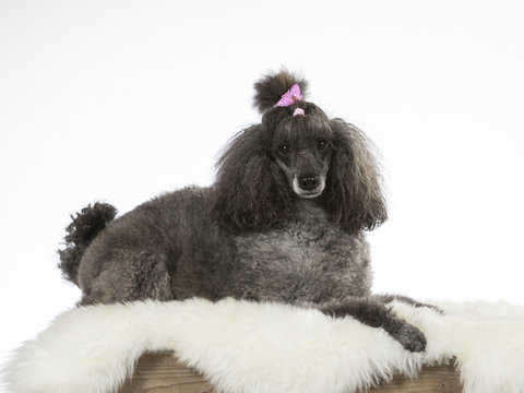 Poodle portrait. The poodle is wearing a pink hair bow. Image taken in a studio.