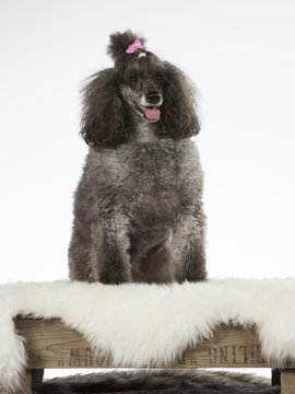 Poodle portrait. The poodle is wearing a pink hair bow. Image taken in a studio.