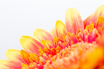 Fototapeta premium makro på en orange blomma med utrymme för egen text