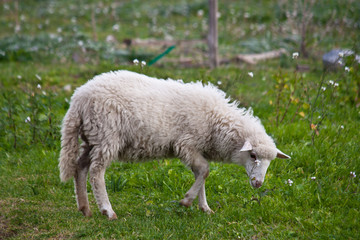 Fototapeta premium pecora