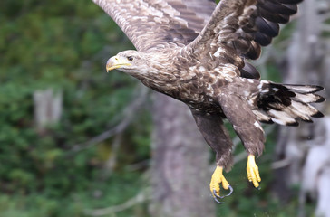 White-tailed eagle