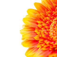 detail of a orange gerbera isolated on white with copy space