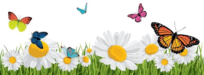 background with butterflies, daisies, grass
