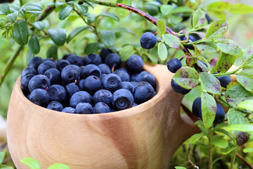 Bilberries