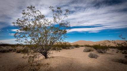 Closeup view of a creosote bush in the desert landscape at the Mohave National Preserve in Kelso, California