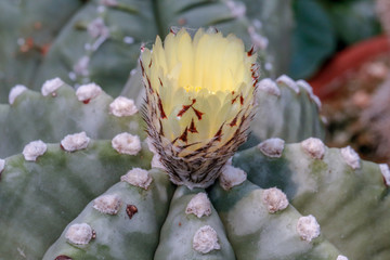 Astrophytum myriostigma. A hobby plants,Astrophytum is one of the largest in the cactus family (Cactaceae).Common names include sand dollar cactus, sea urchin cactus, star cactus and star peyote.
