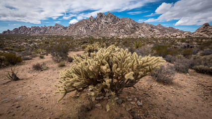 Closeup view of a Cholla cactus in the desert landscape at the Mohave National Preserve in Kelso, California