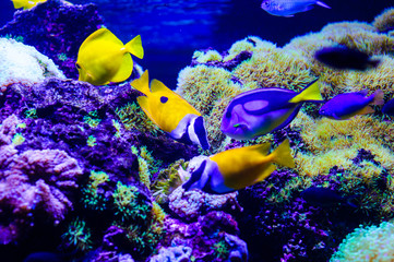 Wonderful and beautiful underwater world with corals and tropical fish.