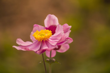 Fototapeta premium Anemone