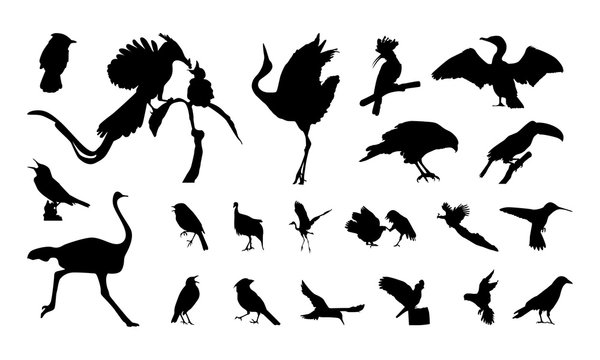 set of Various  Bird Silhouette vector illustration
