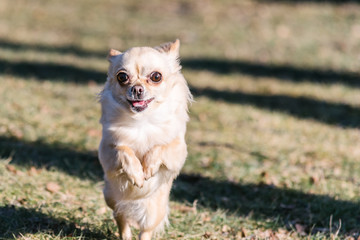 Small healthy chihuahua dog in run