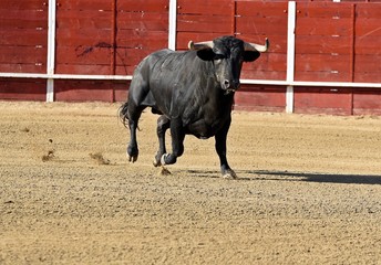 toro bravo en plaza de toros de españa