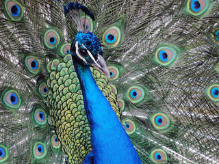 Obraz premium Pavo Real