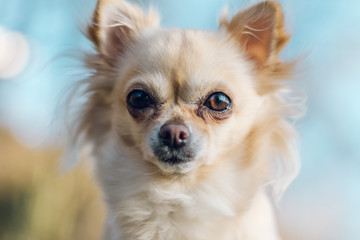 Portrait of adorable small chihuahua dog