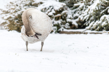 Beautiful mute swan in winter on snow