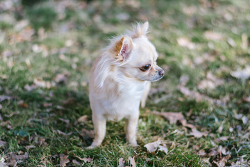 Portrait of adorable small chihuahua dog standing on green grass