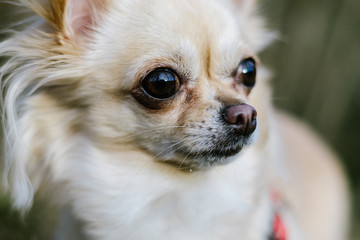 Portrait of cute small dog chihuahua