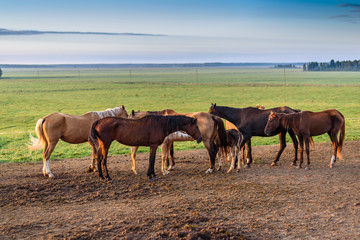 horses on the field graze at dawn