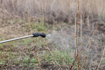 Sprinkling of currant with fungicide