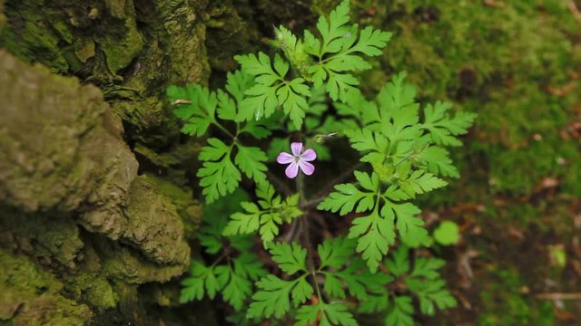 One small purple flower in the wild forest. Herb Robert flower, Geranium robertianum blooms.