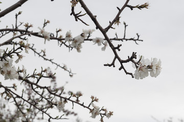 Obraz premium Almendros en flor