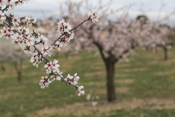 Almendros en flor