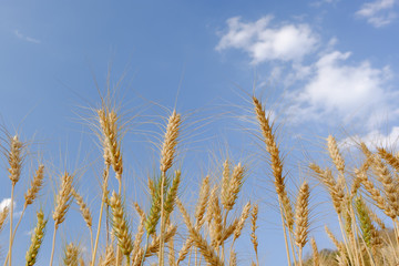 Fototapeta premium Barley in field conversion test at North Thailand,barley and blue sky
