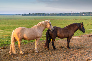 Fototapeta na wymiar Two horses grazing on a green field 