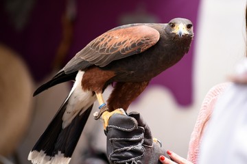 aguila de harris en españa