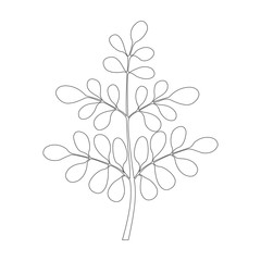 Moringa tree, Continuous one line