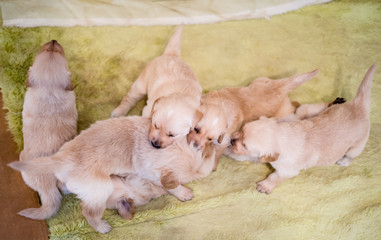 tiny golden retriever puppies of only a few days old