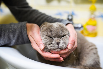 funny cat in the bathroom sink in the hands of a woman