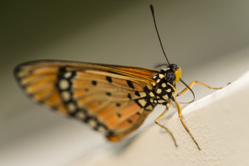 Fototapeta na wymiar Moth