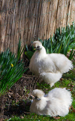 The silkie rooster and chiken