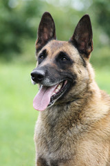 Malinois dog outside in green background.