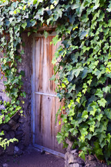 Old wooden ivy door in the garden.Architecture detail for background or texture.Soft focus.