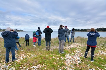 Groupe de personnes en train d'observer des oiseaux lors d'une sortie ornithologique en Bretagne
