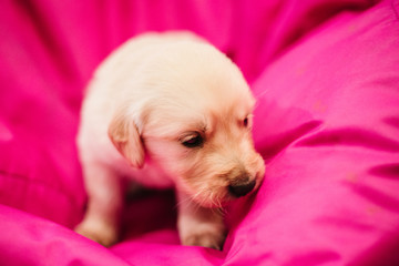 tiny golden retriever puppies of only a few days old