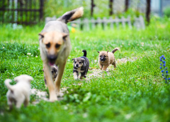 cute little puppies playing with her dog mom outdoors