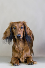 Dachshund dog posing in the studio background.