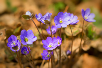 Early spring flowers in the forest. Hepatica.