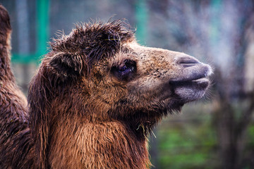 Beautiful camel portrait