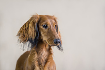 Dachshund dog posing in the studio background.