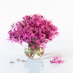 Bouquet of spring flowers in a glass vase. Isolated on white background. Lychnis flos-cuculi