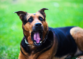 Shocked dog on green background,