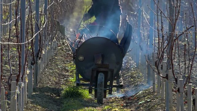 Burning of the vines in winter, vineyard, AOC SAINT-EMILION, GIRONDE, France